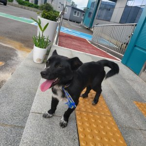 강아지 구조 믹스견 경기도 안성시