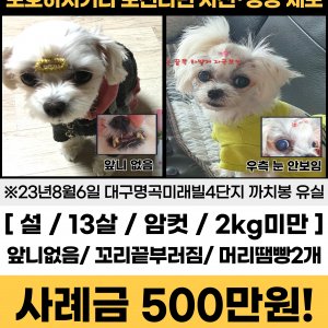 강아지 실종 말티즈 대구광역시 달성군
