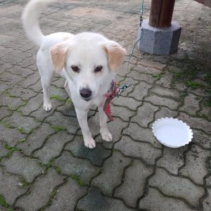 강아지 목격 기타견종 경상북도 경주시