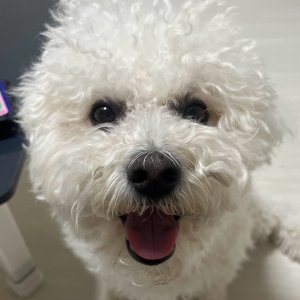 강아지 실종 비숑프리제 대구광역시 서구