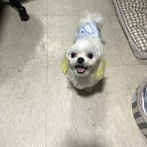 강아지 구조 말티즈 인천광역시 부평구