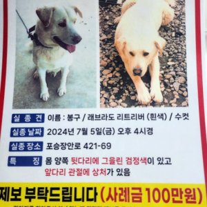 강아지 실종 래브라도리트리버 경기도 평택시