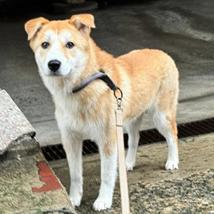 강아지 실종 풍산개 서울특별시 서대문구