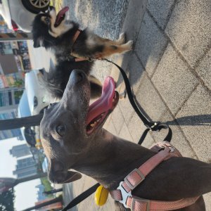 강아지를 찾습니다 그레이하운드/이탈리언그레이하운드 대전광역시 서구