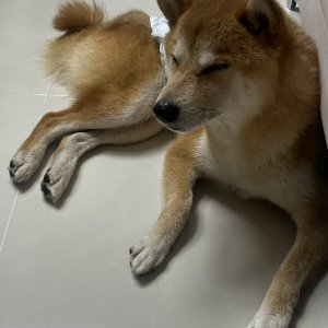 강아지 구조 시바 충청북도 청주시 상당구