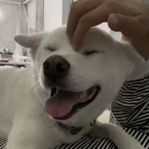 강아지를 찾습니다 진돗개 광주광역시 북구