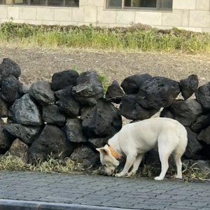 강아지 목격 진돗개 제주특별자치도 제주시