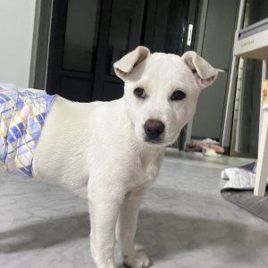 강아지 구조 진돗개 경기도 용인시 기흥구