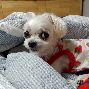 강아지 실종 말티즈 경기도 평택시