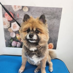 강아지 실종 제퍼니즈스피츠 경상북도 청도군