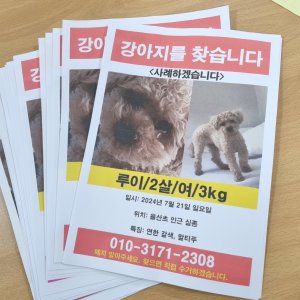 강아지 실종 푸들 전라남도 순천시