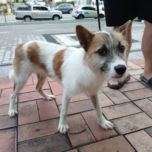강아지 목격 기타견종 부산광역시 사상구