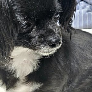 강아지 실종 치와와 경상남도 창원시 마산합포구