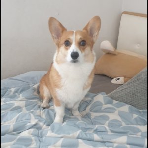 강아지 실종 웰시코기 인천광역시 미추홀구
