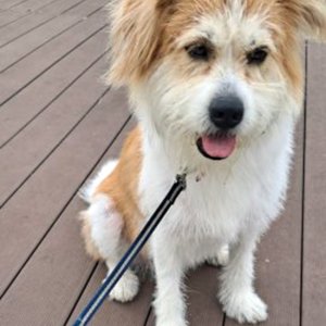 강아지 실종 삽살개 서울특별시 구로구