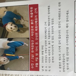 강아지 실종 믹스견 경상남도 산청군