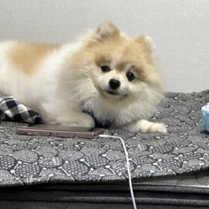 강아지를 찾습니다 강아지 전단지
