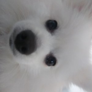 강아지를 찾습니다 포메라니언 경기도 안산시 상록구