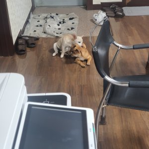 강아지를 찾습니다 강아지 전단지
