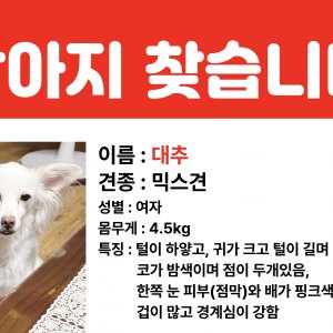 강아지 실종 믹스견 대구광역시 북구