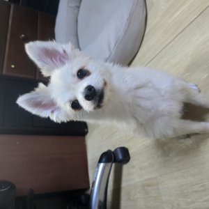 강아지 주인을 찾습니다 기타견종 경기도 안성시