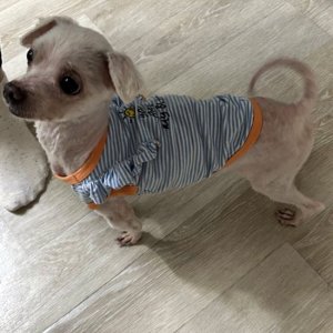강아지 구조 말티즈 경기도 시흥시