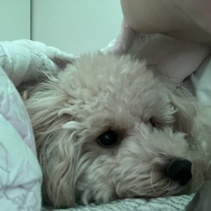 강아지 실종 믹스견 경기도 성남시 중원구