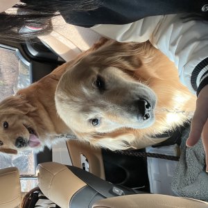 강아지를 찾습니다 골든리트리버 경기도 화성시
