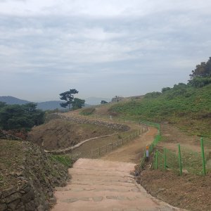 강아지 주인을 찾습니다 푸들/토이푸들 경기도 오산시