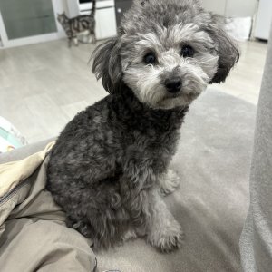 강아지를 찾습니다 푸들/토이푸들 충청북도 청주시 흥덕구
