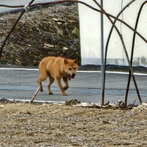 강아지 실종 믹스견 충청북도 충주시