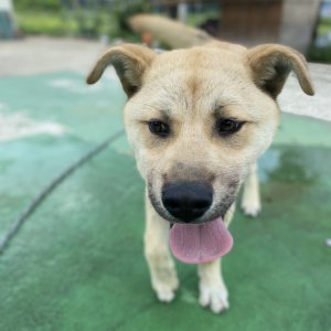 강아지 실종 진돗개 충청남도 아산시