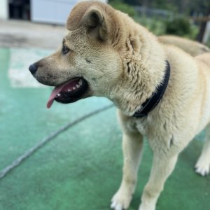 강아지를 찾습니다 강아지 전단지