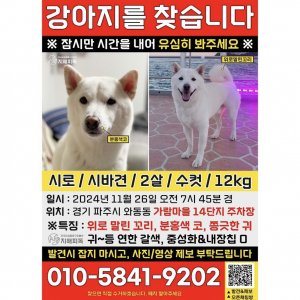 강아지 실종 시바 경기도 파주시