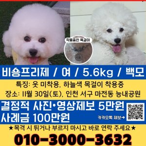 강아지 실종 비숑프리제 인천광역시 서구