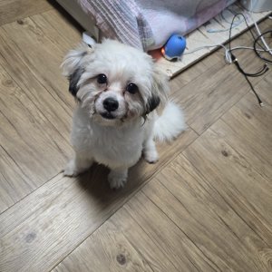 강아지 실종 믹스견 울산광역시 남구