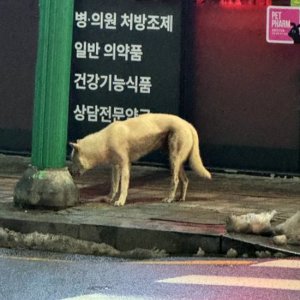 강아지 목격 진돗개 경기도 광주시