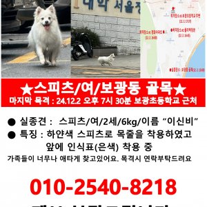 강아지 실종 믹스견 서울특별시 용산구
