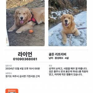 강아지 실종 골든리트리버 경기도 여주시