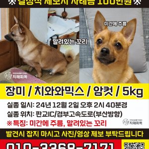 강아지 실종 믹스견 경기도 성남시 분당구