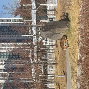 강아지 목격 진돗개 경기도 하남시