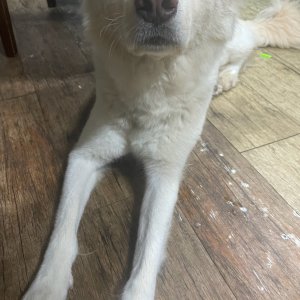 강아지 실종 믹스견 충청북도 청주시 서원구