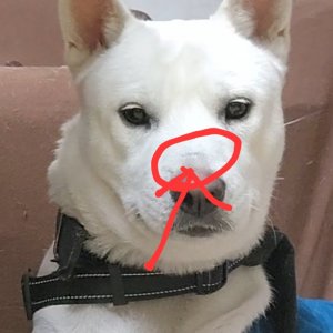 강아지 실종 진돗개 경기도 안성시
