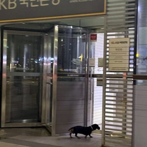 강아지 목격 닥스훈트 서울특별시 성동구