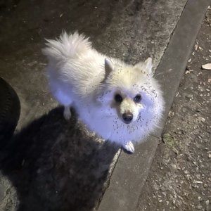 강아지 목격 포메라니언 서울특별시 구로구