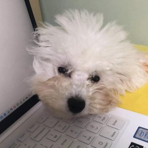 강아지를 찾습니다 강아지 전단지