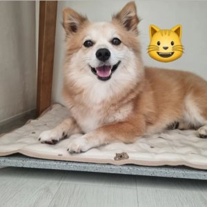 강아지를 찾습니다 강아지 전단지