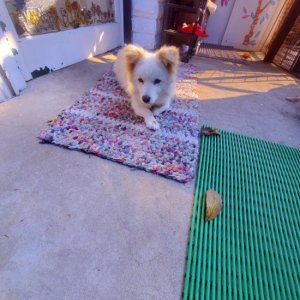 강아지 목격 기타견종 부산광역시 남구