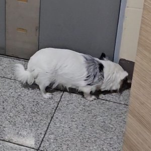 강아지 목격 기타견종 전라남도 여수시