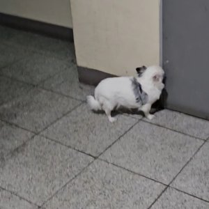 강아지 주인을 찾습니다 강아지 전단지